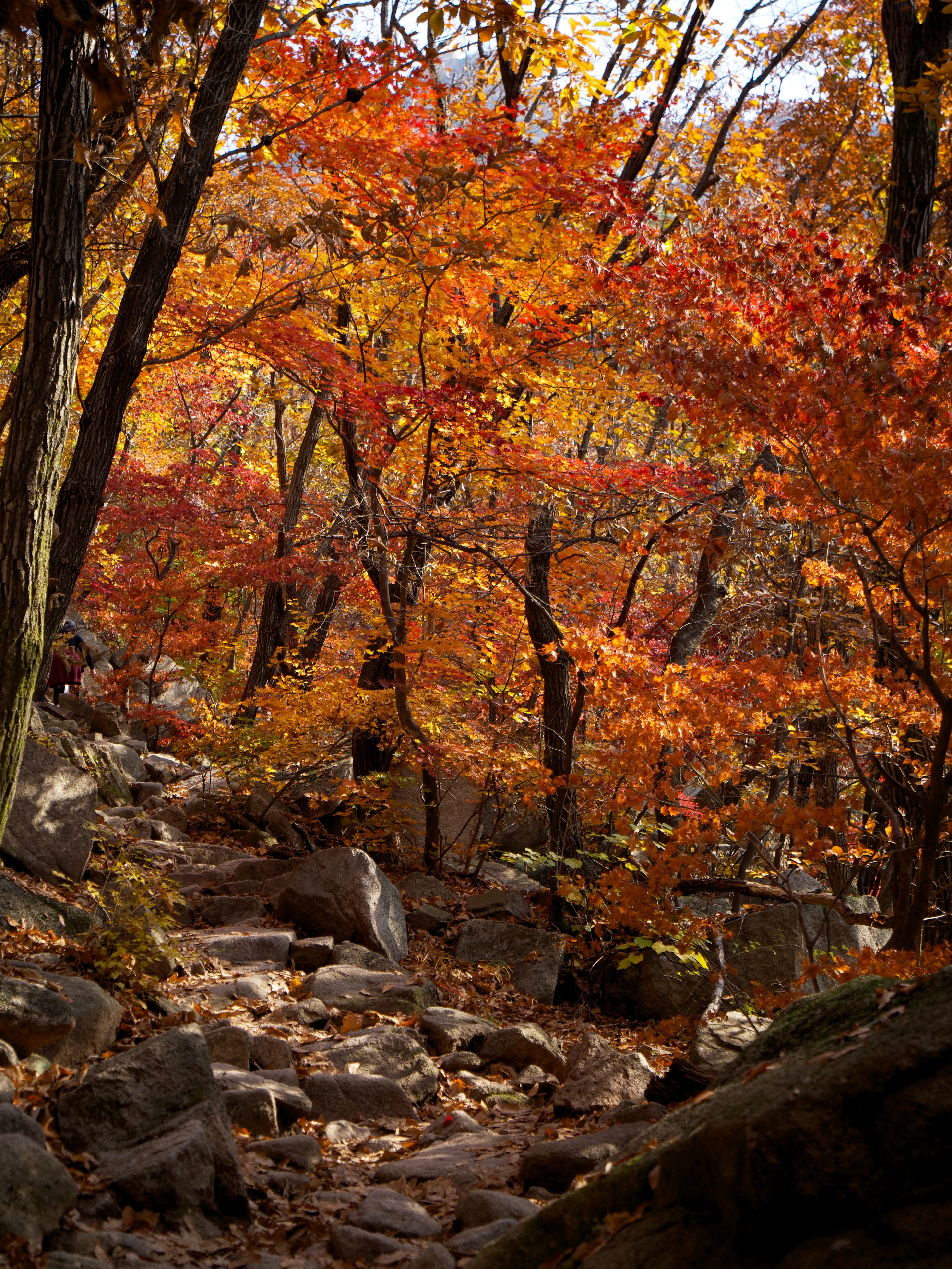 Autumn Foliage - Picture 7